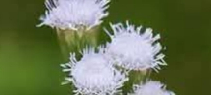 Tropical Whiteweed: A Powerful Medicinal Herb for Natural Healing