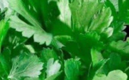 Unbelievable! 100% Vision Restoration with This Parsley Drink!