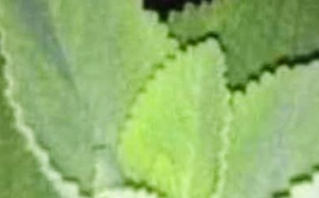 If You Have This Plant at Home, You’re Holding a Natural Treasure: Oregano’s Incredible Benefits for Women