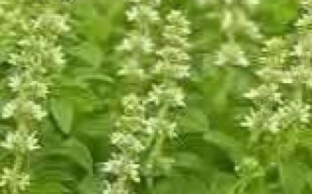 Unlocking the Secrets of Holy Basil: Nature’s Ancient Healing Herb