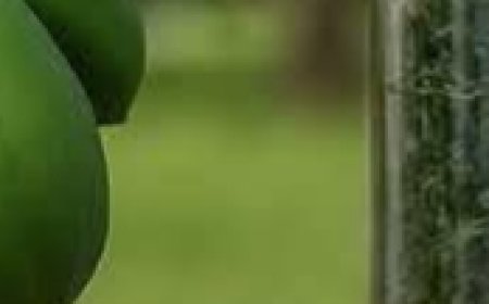 How to Eradicate Bedbugs Naturally: The Power of Clove