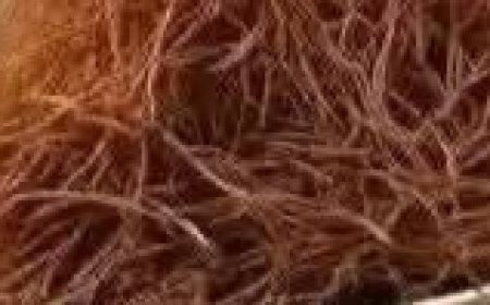 Boil Corn Silk, Drink the Liquid, and You Will Be Grateful for This Advice