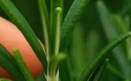 How to grow this plant abundantly at home.