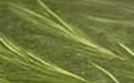 Unleash the Magic of Rosemary in Your Home