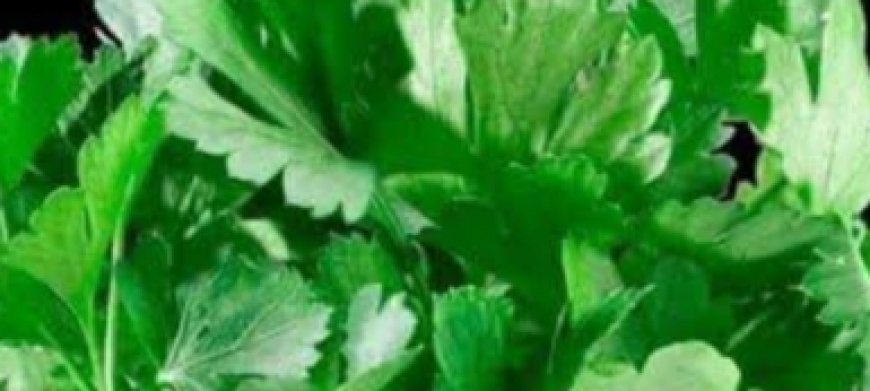 Unbelievable! 100% Vision Restoration with This Parsley Drink!