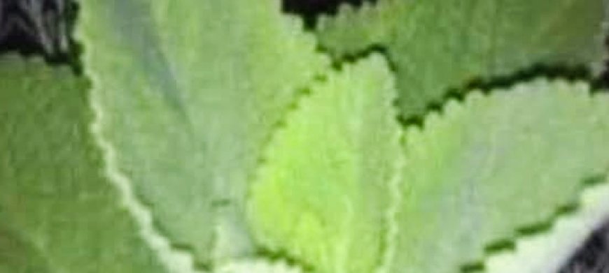 If You Have This Plant at Home, You’re Holding a Natural Treasure: Oregano’s Incredible Benefits for Women
