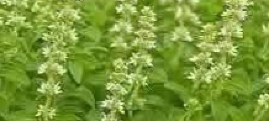 Unlocking the Secrets of Holy Basil: Nature’s Ancient Healing Herb