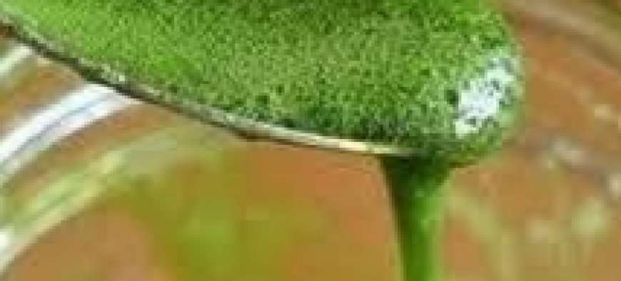 The Health Benefits And Uses Of Broadleaf Plantain Plantago Major