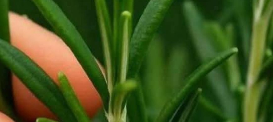 How to grow this plant abundantly at home.