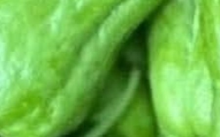 Benefits and Uses of Chayote Juice: A Refreshing Boost for Your Health