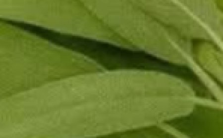 A Natural Miracle for Brain Health, Inflammation, and Joint Pain