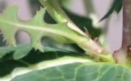 The Amazing Benefits of Fig Sap: Nature’s Hidden Elixir