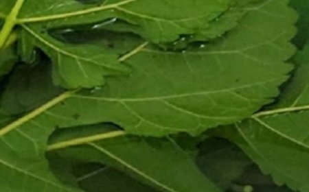 Diabetes Down to 90 Instantly? Boiled Blackberry Leaves – A Natural Remedy for Blood Sugar, Pain & Circulation