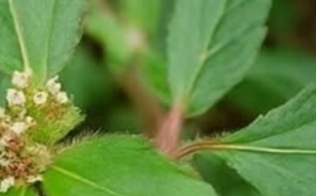 Breathe Easier, Feel Stronger: The Healing Power of Euphorbia Hirta