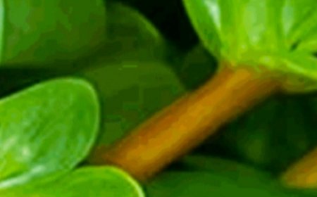 A Tangy Superfood You Can Forage For Free