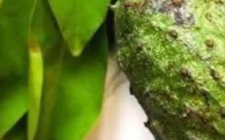 The Miracle Leaf You’ve Probably Walked Right Past