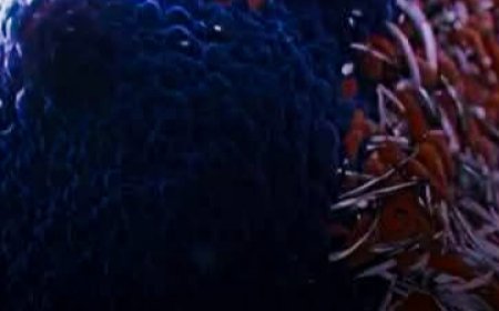 8 Powerful Anti-Cancer Foods You Should Add to Your Diet