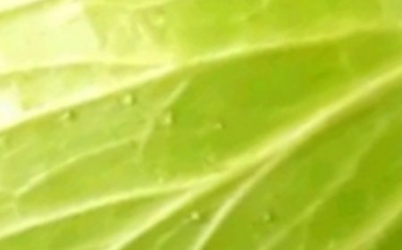 type of people should not eat cabbage