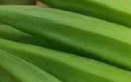 11 Powerful Reasons to Drink Okra Water Daily — And How to Make It the Righ