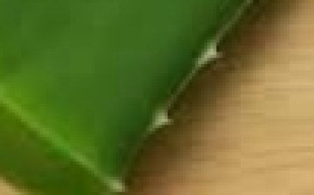 Say Goodbye to Varicose Veins and Heavy Legs With Just This – 100% Effective Aloe Vera Leaf
