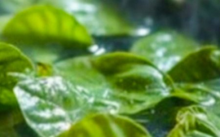 Unlock the Hidden Power of Mango Leaves: 20 Incredible Benefits and Home Remedies