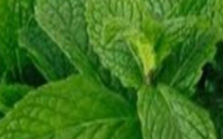 6 Plants to Clean Your Lungs and Fight Asthma