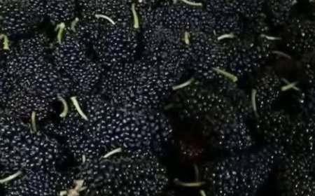 Mulberries: The Sweet Superfruit Your Body Will Thank You For