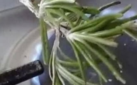 Burn Some Rosemary in Your Home—In 10 Minutes You’ll Thank Me for the Results