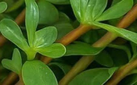 A Tangy Superfood You Can Forage for Free