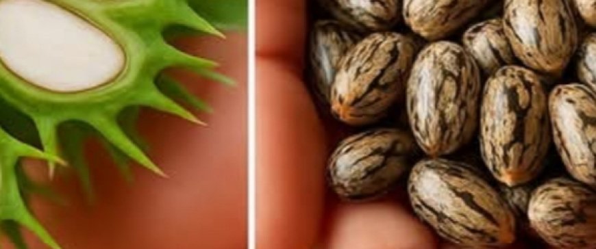 Unlock the Power of Castor Oil: Gentle Support for Skin, Hair, and Wellness in Just 7 Days