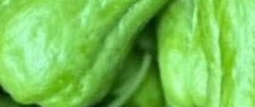 Benefits and Uses of Chayote Juice: A Refreshing Boost for Your Health
