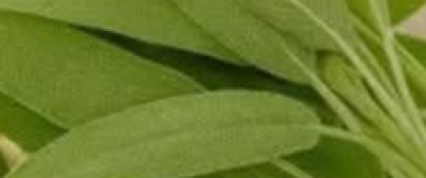 A Natural Miracle for Brain Health, Inflammation, and Joint Pain