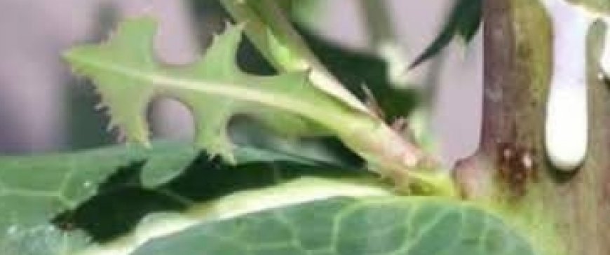 The Amazing Benefits of Fig Sap: Nature’s Hidden Elixir