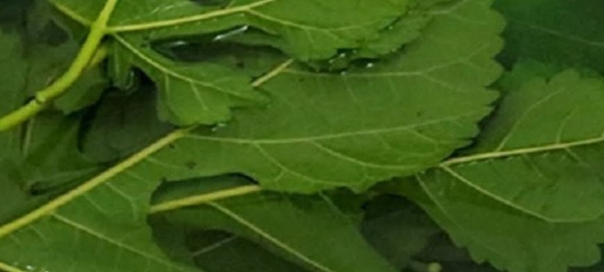 Diabetes Down to 90 Instantly? Boiled Blackberry Leaves – A Natural Remedy for Blood Sugar, Pain & Circulation