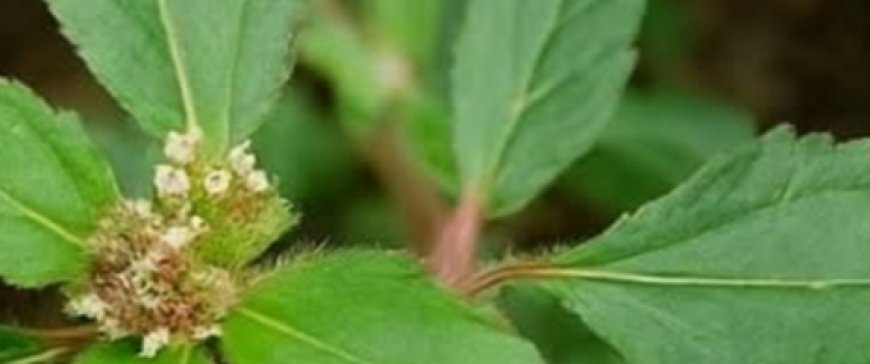 Breathe Easier, Feel Stronger: The Healing Power of Euphorbia Hirta