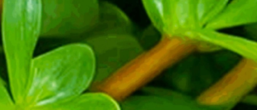 A Tangy Superfood You Can Forage For Free