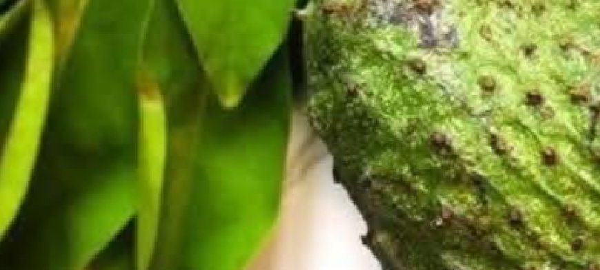 The Miracle Leaf You’ve Probably Walked Right Past