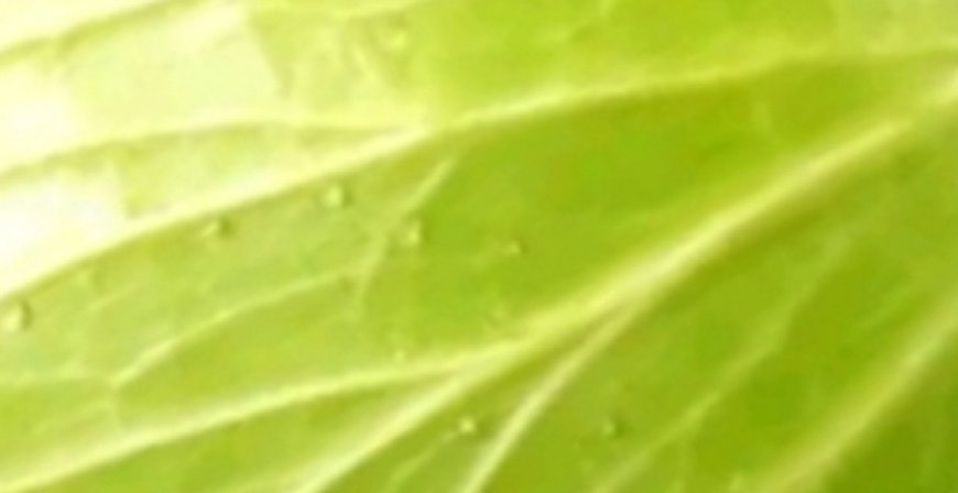type of people should not eat cabbage
