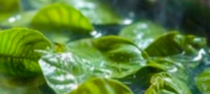 Unlock the Hidden Power of Mango Leaves: 20 Incredible Benefits and Home Remedies