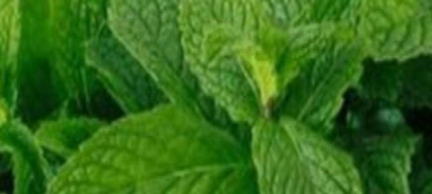 6 Plants to Clean Your Lungs and Fight Asthma