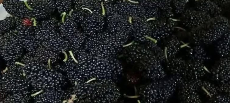 Mulberries: The Sweet Superfruit Your Body Will Thank You For