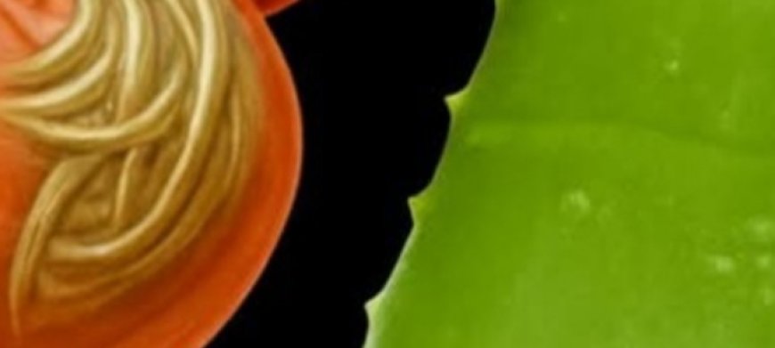 Unlock the Secret Power of Aloe Vera and Honey Natures Ultimate Bacteria and Fungi Fighter