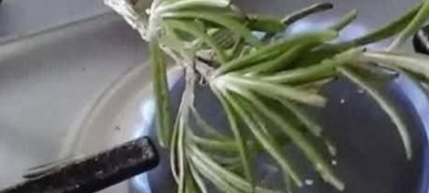 Burn Some Rosemary in Your Home—In 10 Minutes You’ll Thank Me for the Results