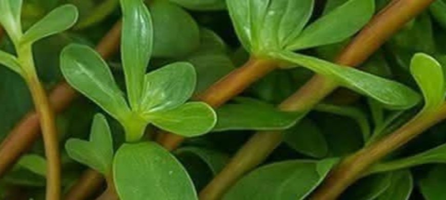A Tangy Superfood You Can Forage for Free