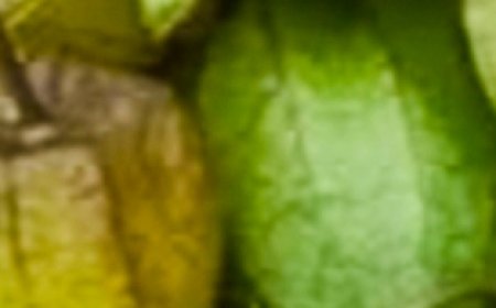 Ways to Use Physalis (Goldenberry) to Treat Ailments