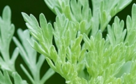 Health and Therapeutic Benefits of Wormwood (Artemisia absinthium)