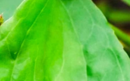 THIS PLANT CURES EVERYTHING from Head to Toe!