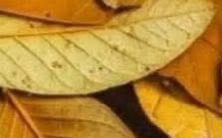 The Hidden Power of Guava Leaves for Blood Sugar Control: What Every Diabetic Should Know