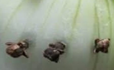 The Power of Onion and Cloves: A Natural Remedy for Health and Household