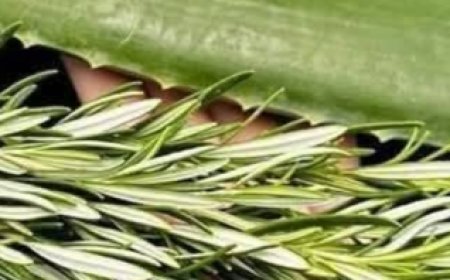 Unlock the Detoxifying Power of Aloe Vera and Rosemary